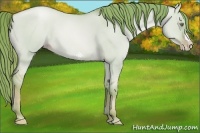 Horse Color:Watercolor Gold Champagne Dun 