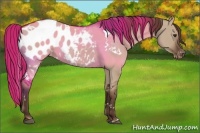 Horse Color:White Spotted Liver Red Dun Appaloosa Rabicano 