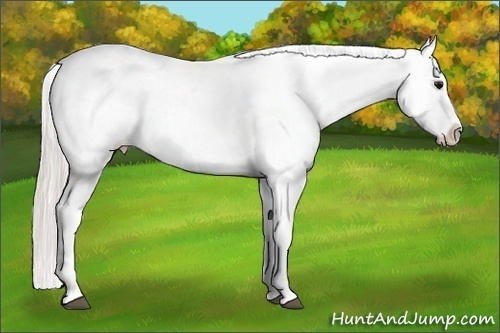 Horse Color:White Spotted Silver Grullo Appaloosa Rabicano 