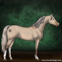 Horse Color:Silver Brown Dun Sabino 