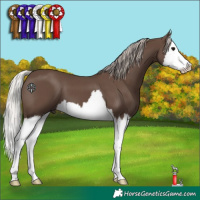 Horse Color:Silver Black Splash