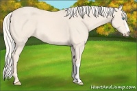 Horse Color:Cremello 