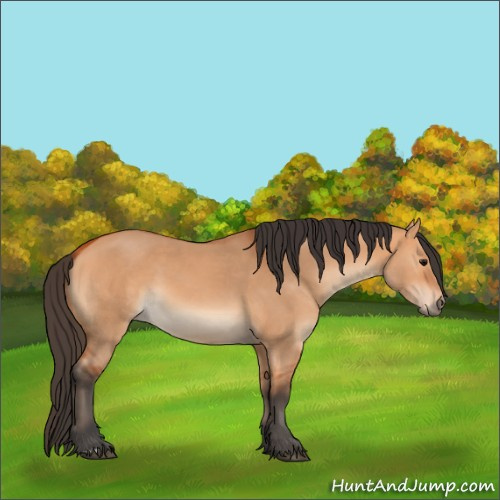 Horse Color:Bay Dun 