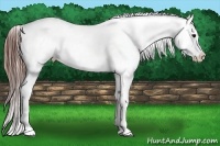 Horse Color:Brown Appaloosa