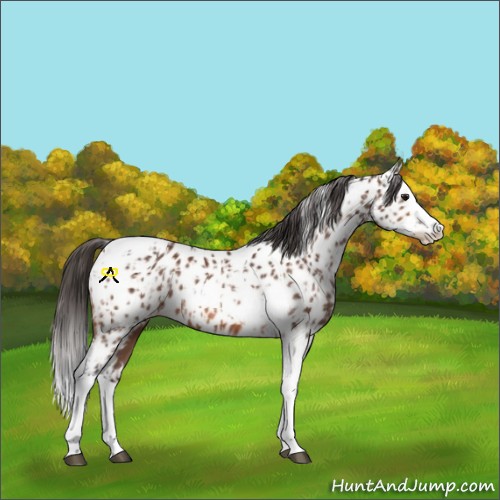 Horse Color:Bay Splash Tobiano Appaloosa  and Bay Splash Tobiano Appaloosa 