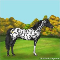 Horse Color:Black Near Leopard 