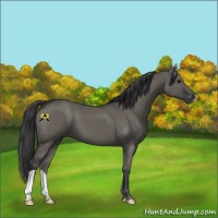 Horse Color:Grullo 
