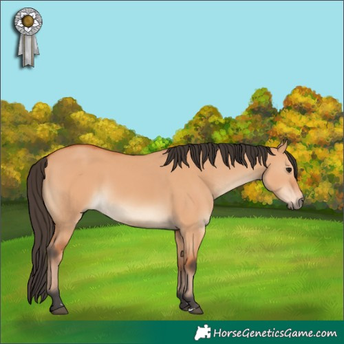 Horse Color:Bay Dun 