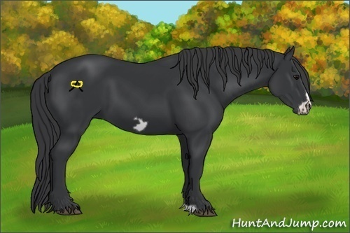 Horse Color:Black Frame 