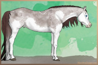 Horse Color:Chocolate Grullo Ice Splash 