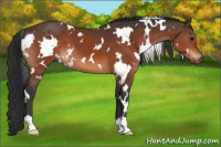 Horse Color:White Spotted Bay 