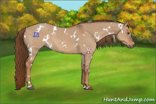 Horse Color:White Spotted Red Dun 