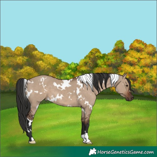 Horse Color:White Spotted Liver Red Dun 