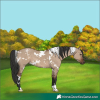 Horse Color:White Spotted Liver Red Dun 