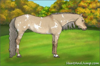 Horse Color:White Spotted Chocolate Palomino Dun