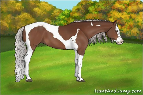 Horse Color:Silver Brown Splash Tobiano 