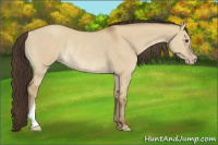 Horse Color:Classic Cream Champagne Dun Rabicano 