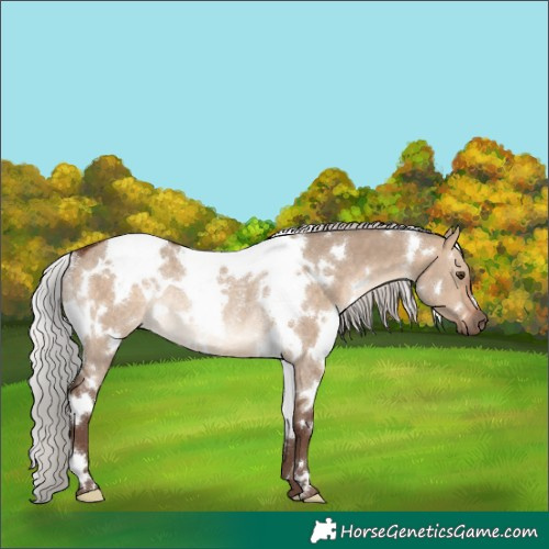 Horse Color:White Spotted Silver Bay Dun Rabicano 