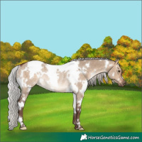 Horse Color:White Spotted Silver Bay Dun Rabicano 