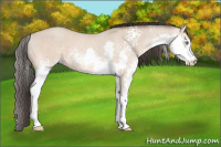 Horse Color:White Spotted Amber Champagne Dun Splash