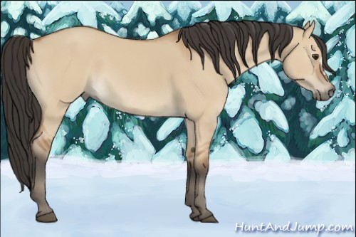 Horse Color:Bay Dun