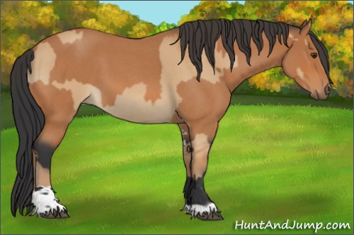 Horse Color:Bay Dun and Bay Roan Sabino