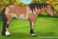 Horse Color:Bay Dun and Bay Roan Sabino