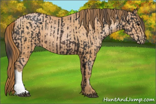 Horse Color:Brown  and Bay Pearl 