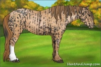 Horse Color:Brown  and Bay Pearl 