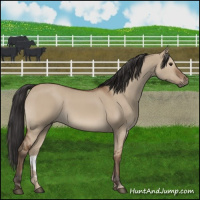 Horse Color:Bay Dun 