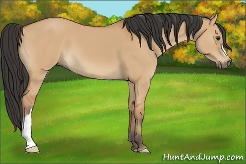 Horse Color:Bay Dun 