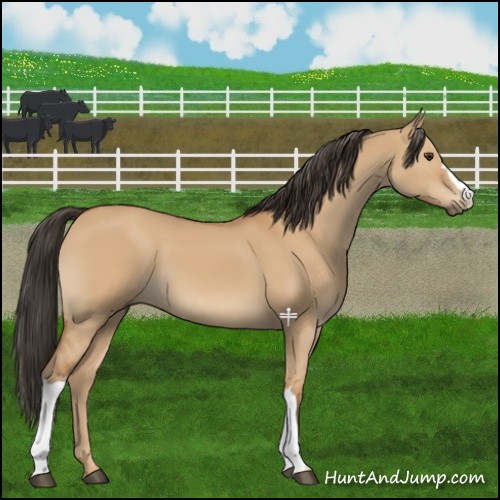 Horse Color:Bay Dun 