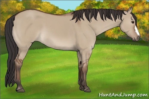 Horse Color:Bay Dun