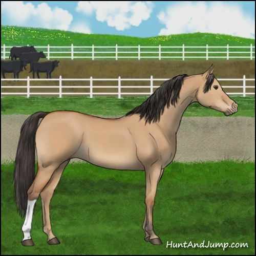 Horse Color:Bay Dun 