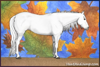 Horse Color:Gray Bay Dun 
