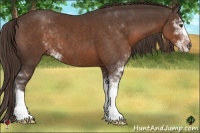 Horse Color:Liver Chestnut Sabino 