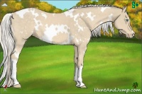 Horse Color:White Spotted Cremello 