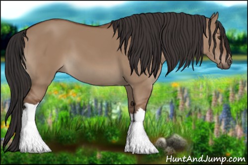 Horse Color:Bay Dun 