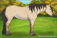 Horse Color:Bay Dun