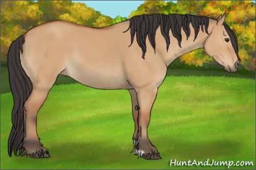 Horse Color:Bay Dun 
