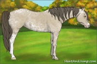Horse Color:Classic Cream Champagne Ice 