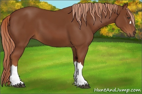 Horse Color:Chestnut 