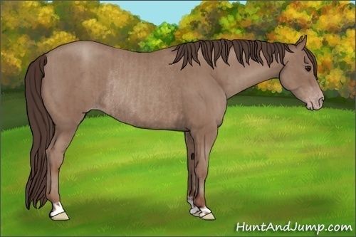 Horse Color:Classic Champagne Rabicano  and Classic Champagne Rabicano 