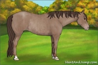Horse Color:Classic Champagne Rabicano and Classic Champagne Rabicano