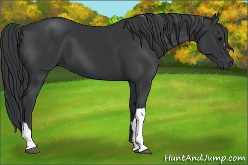 Horse Color:Black 