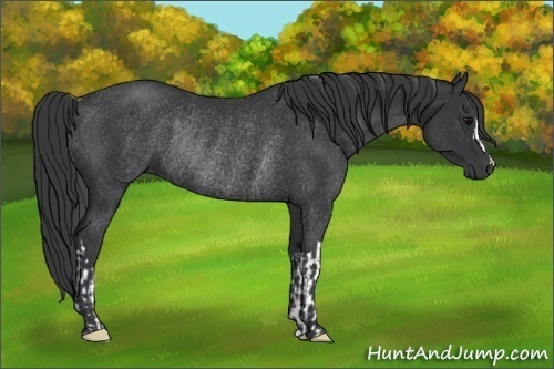 Horse Color:Black Rabicano  and Black Rabicano 
