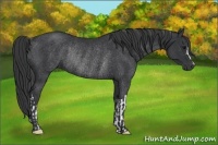 Horse Color:Black Rabicano  and Black Rabicano 