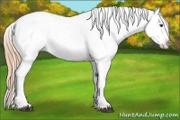 Horse Color:Red Roan Splash Varnish 