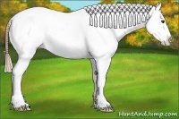 Horse Color:Chestnut Appaloosa 