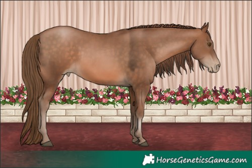 Horse Color:Brown Pearl